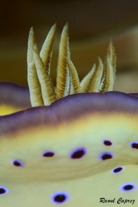 Nudi bunch by Raoul Caprez 